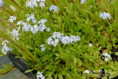 沼泽勿忘草Myosotis scorpioides