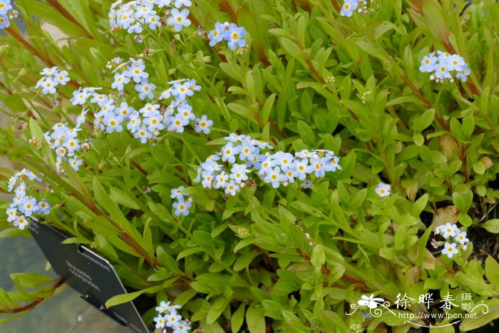 沼泽勿忘草myosotis Scorpioides 花卉图片网