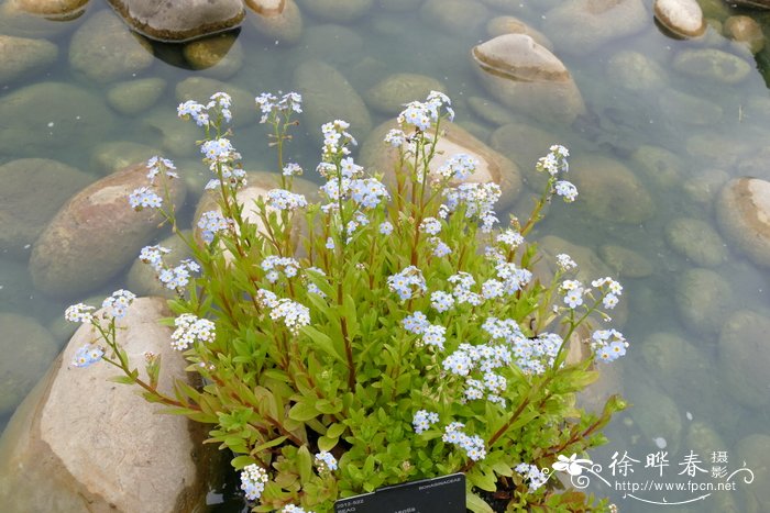 沼泽勿忘草Myosotis scorpioides