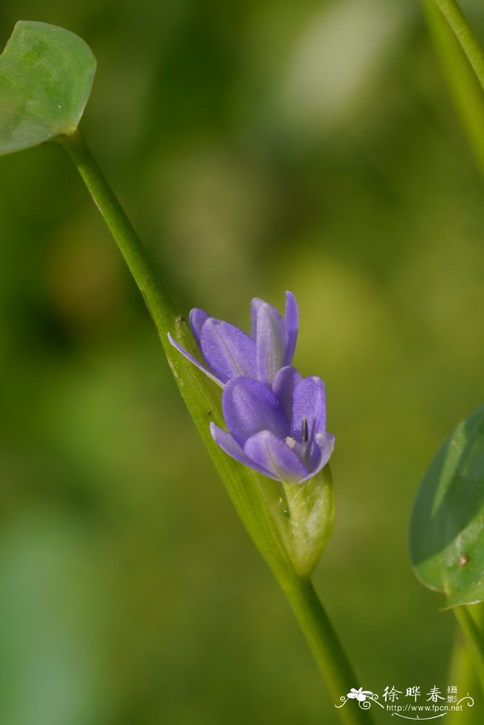 鸭舌草Monochoria vaginalis