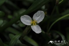 矮慈菇Sagittaria pygmaea