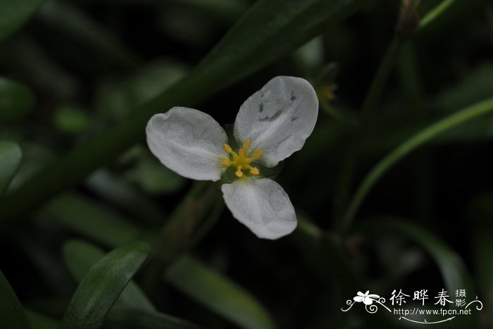 矮慈菇Sagittaria pygmaea