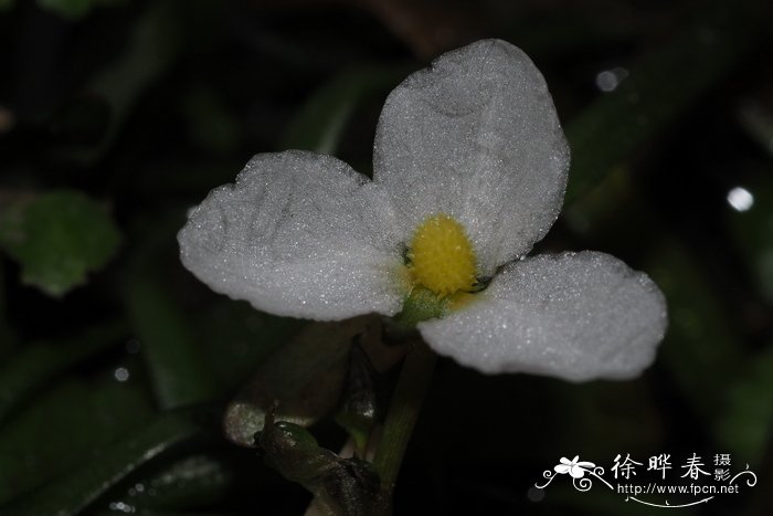 矮慈菇Sagittaria pygmaea