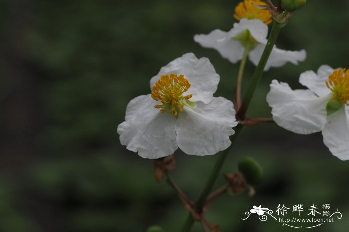 泽泻慈姑Sagittaria lancifolia