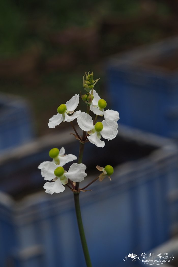 泽泻慈姑Sagittaria lancifolia