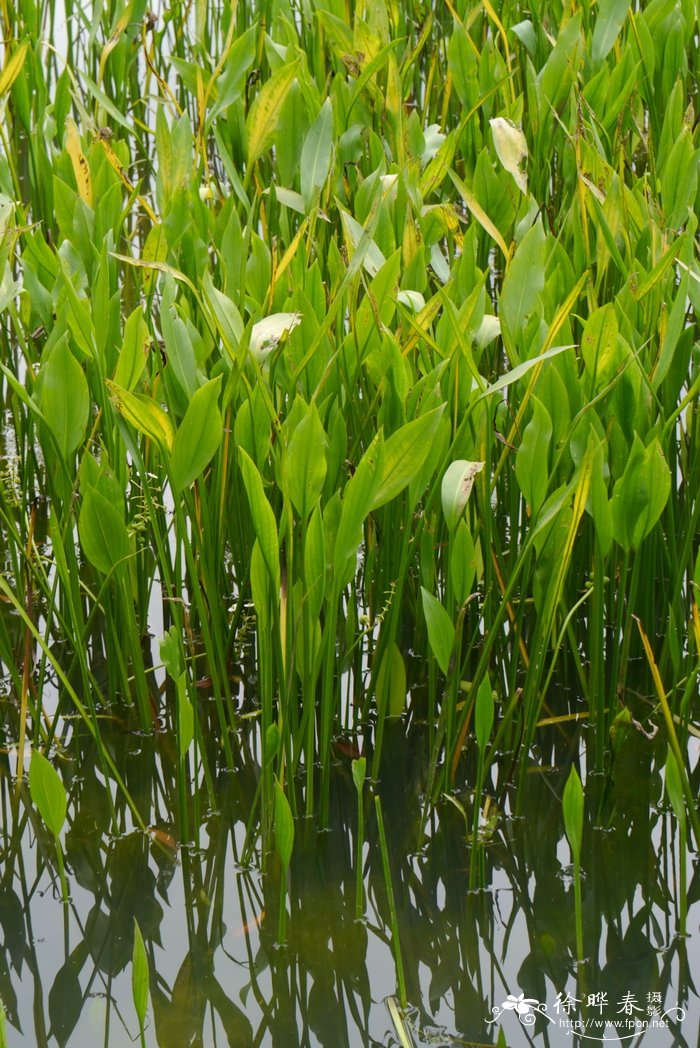 泽泻慈姑Sagittaria lancifolia