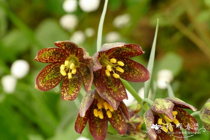 肖贝母Fritillaria affinis