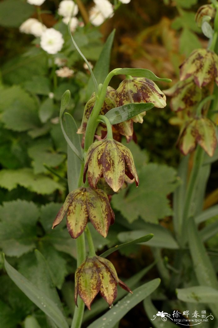 肖贝母Fritillaria affinis