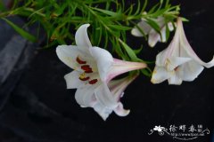 紫脊百合Lilium leucanthum var. centifolium