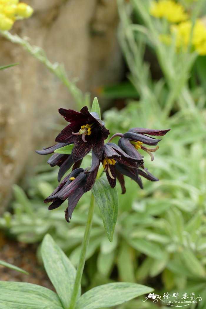 黑百合Fritillaria camschatcensis