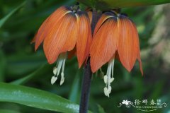 皇冠贝母Fritillaria imperialis