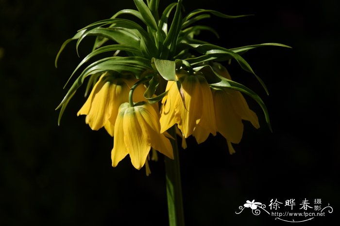 皇冠贝母Fritillaria imperialis