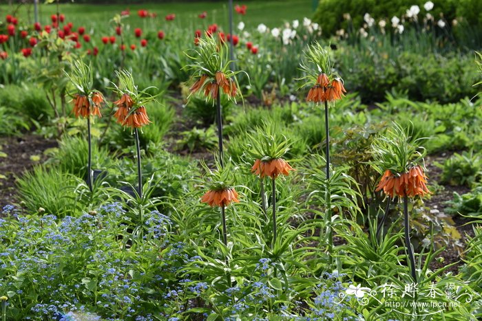 皇冠贝母Fritillaria imperialis