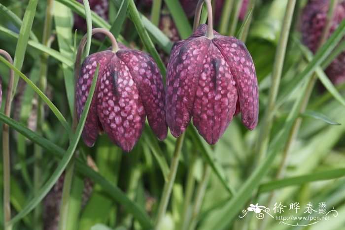 阿尔泰贝母Fritillaria meleagria