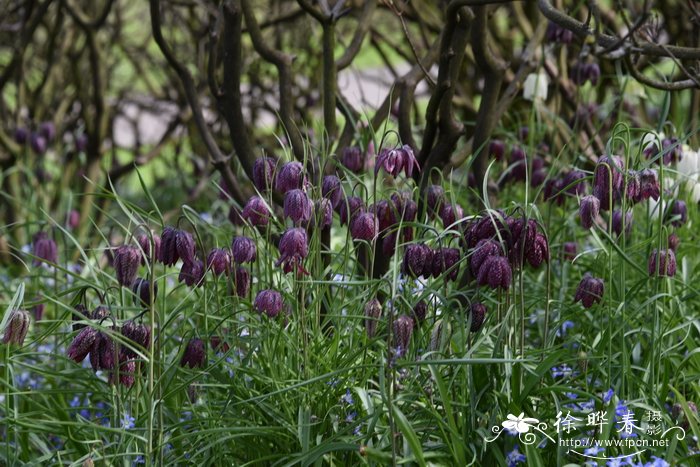 阿尔泰贝母Fritillaria meleagria