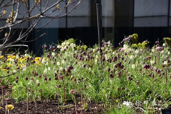 阿尔泰贝母Fritillaria meleagria