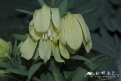 伊贝母Fritillaria pallidiflora