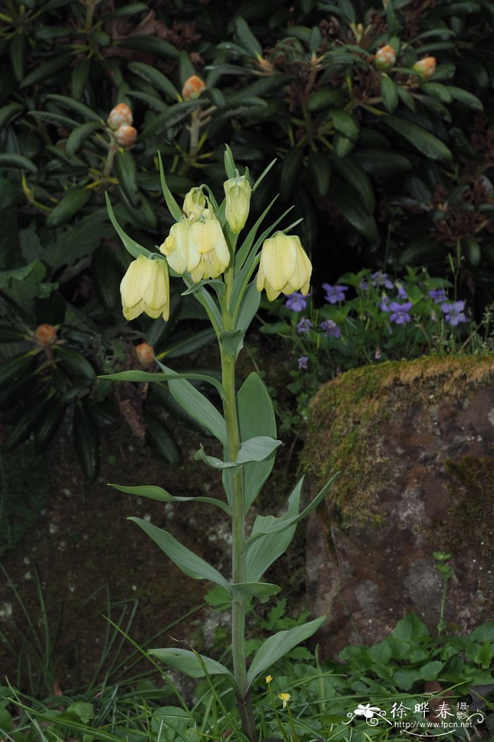 伊贝母Fritillaria pallidiflora