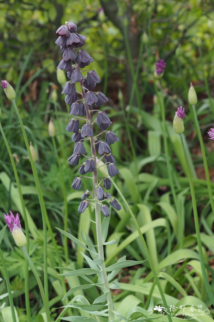 波斯贝母Fritillaria persica