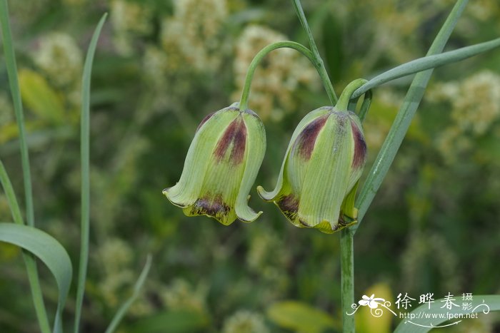 黑海贝母Fritillaria pontica