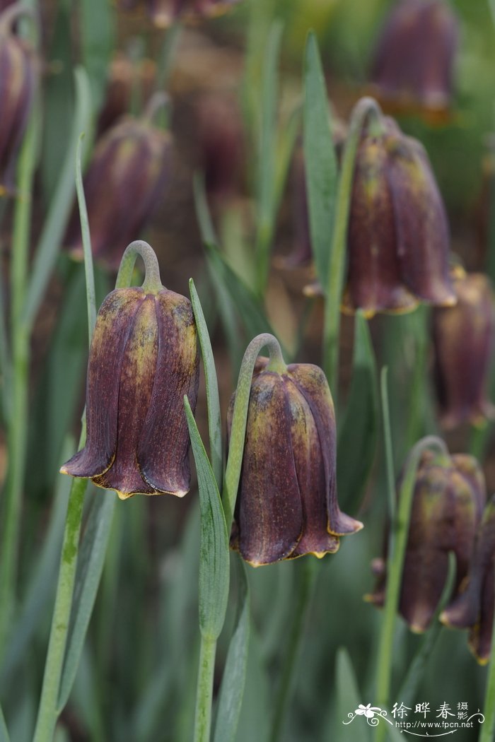 比利牛斯贝母Fritillaria pyrenaica