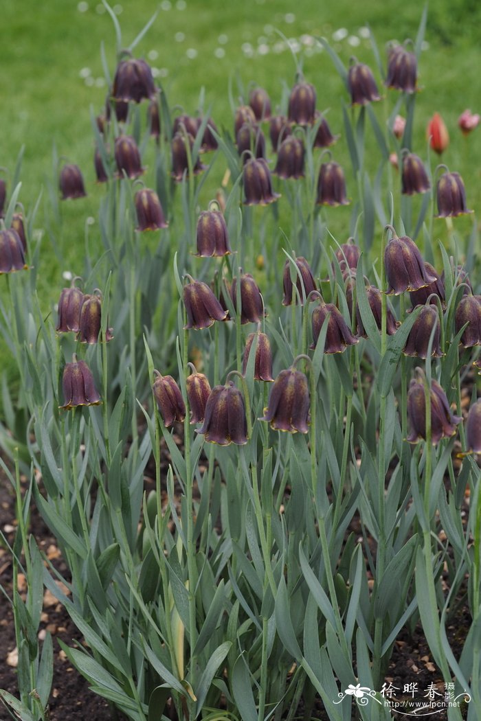 比利牛斯贝母Fritillaria pyrenaica