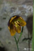 雷蒂里贝母Fritillaria reuteri