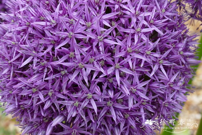  ‘霸王’葱 Allium ‘Globemaster’