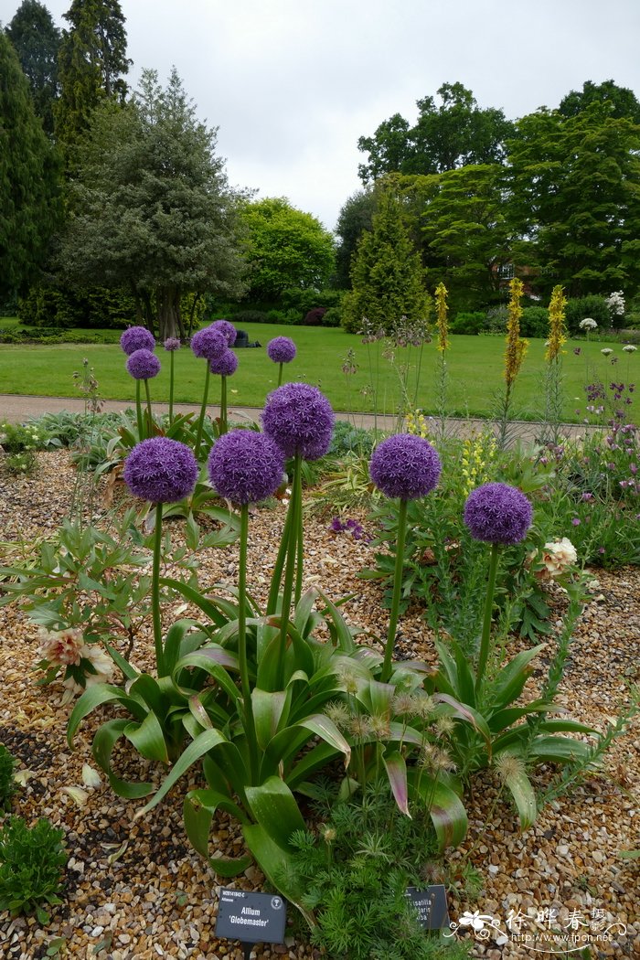  ‘霸王’葱 Allium ‘Globemaster’