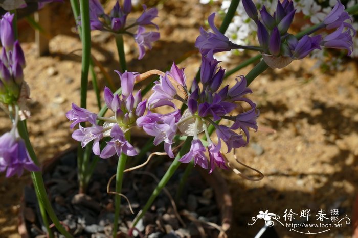 尖瓣葱Allium acuminatum