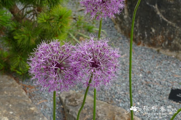 短苞葱Allium brachyscapum