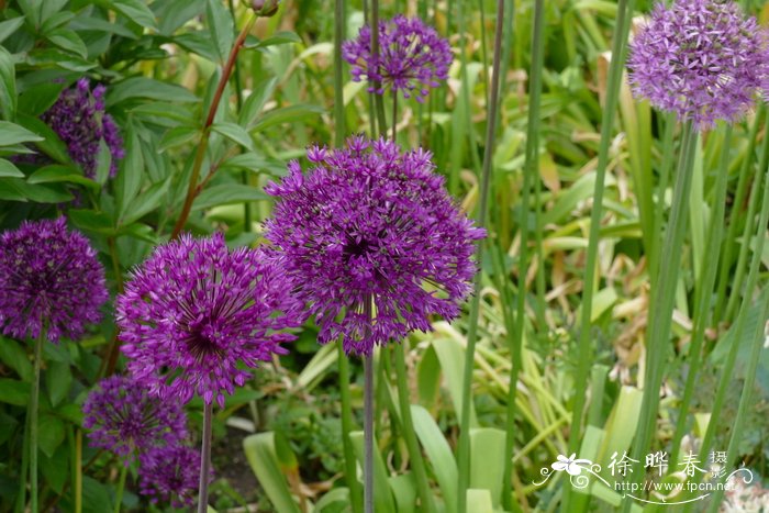 '紫色惊艳'葱Allium hollandicum 'Purple Sensation'