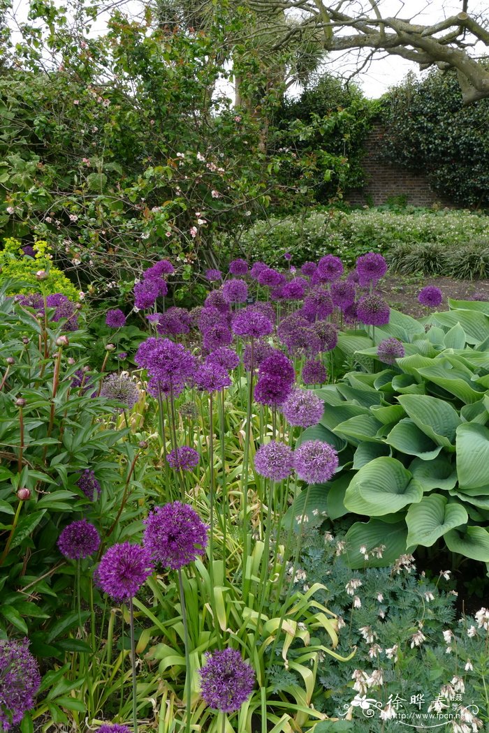 '紫色惊艳'葱Allium hollandicum 'Purple Sensation'