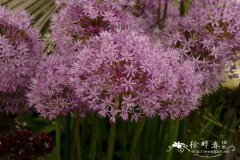 荷兰葱Allium hollandicum