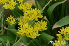 黄花茖葱Allium moly