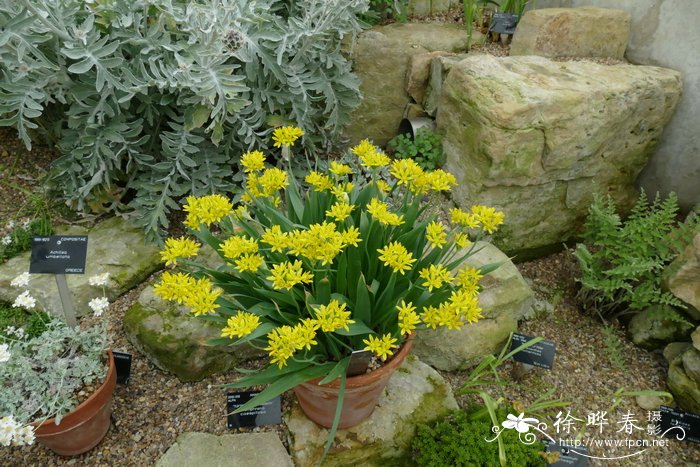 黄花茖葱Allium moly