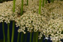 密茎葱Allium multibulbosum