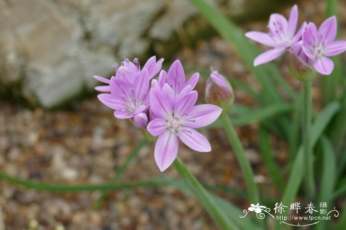 尖瓣葱Allium acuminatum