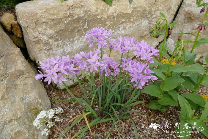 尖瓣葱Allium acuminatum