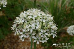 黑葱Allium nigrum