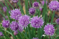 北葱Allium schoenoprasum