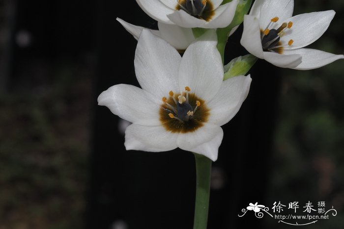 非洲虎眼万年青Ornithogalum fimbrimarginatum