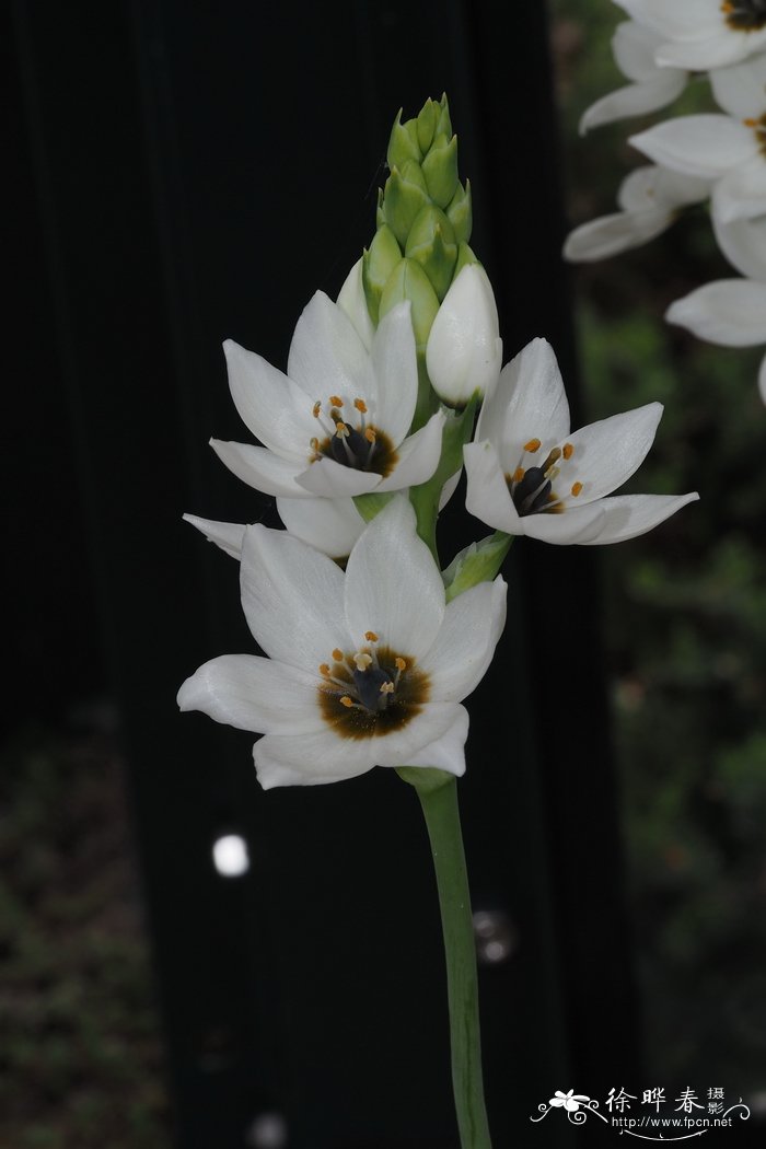 非洲虎眼万年青Ornithogalum fimbrimarginatum