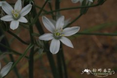 高知虎眼万年青Ornithogalum orthophyllum subsp. kochii