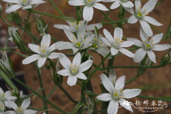 高知虎眼万年青Ornithogalum orthophyllum subsp. kochii