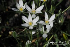 山地虎眼万年青Ornithogalum montanum