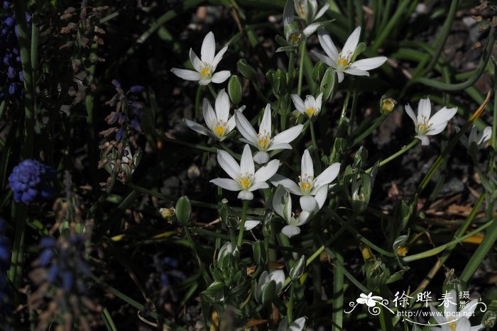 山地虎眼万年青Ornithogalum montanum