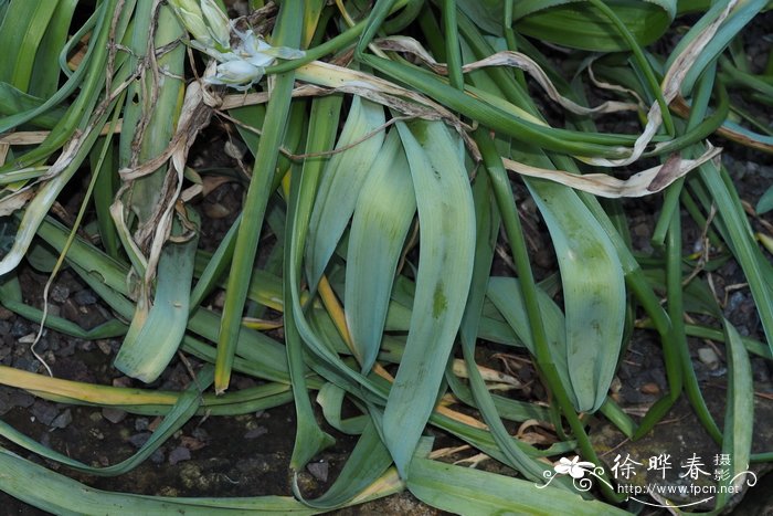 山地虎眼万年青Ornithogalum montanum