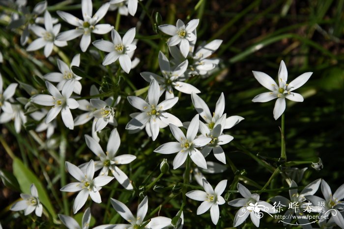 山地虎眼万年青Ornithogalum montanum