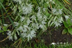 垂花虎眼万年青Ornithogalum nutans